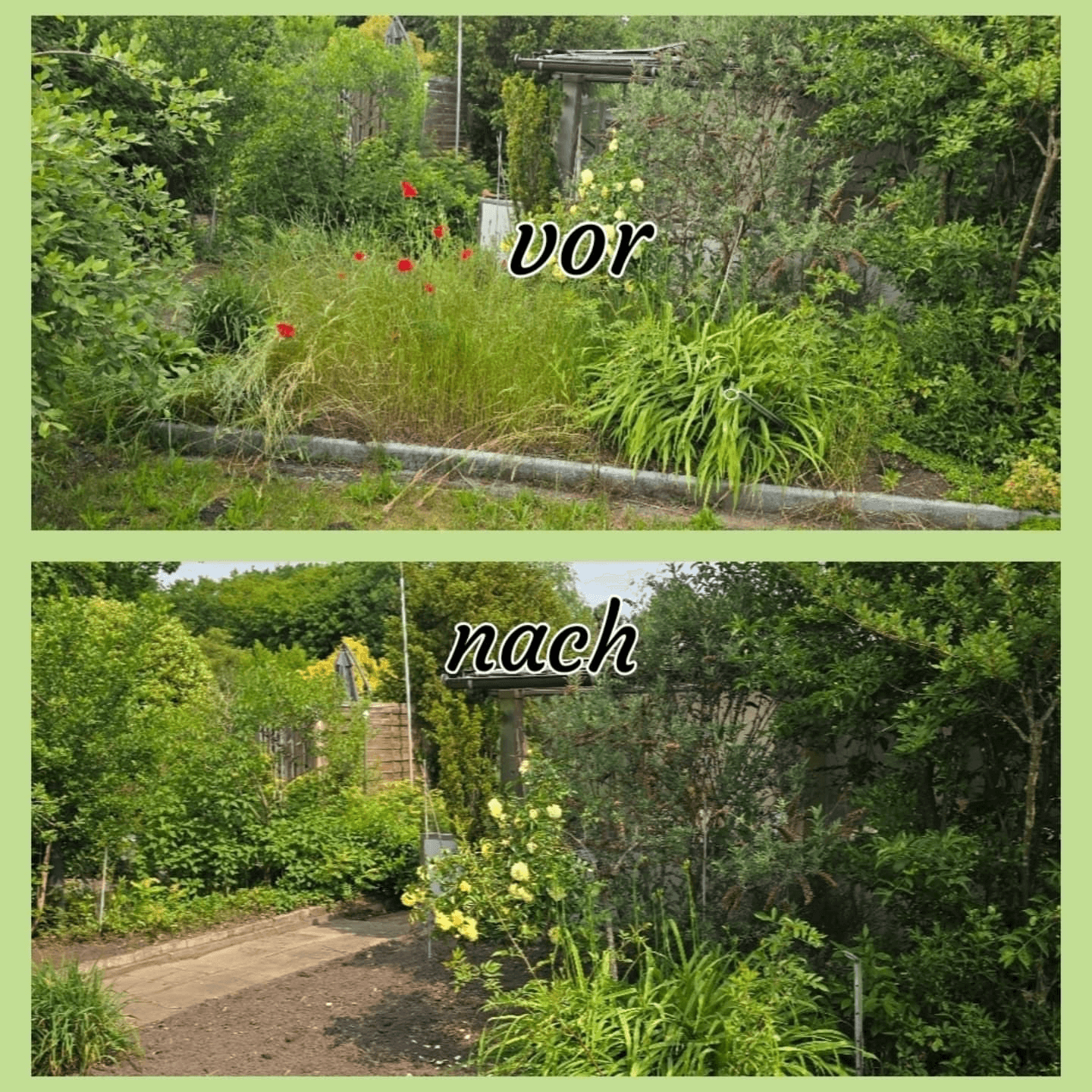 Vor und nach: Verwildertes Beet mit Mohn wird zu einem gepflegten Garten mit gelben Rosen.