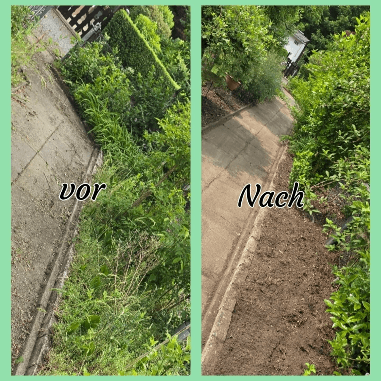 Vorher-Nachher-Vergleich: Ein überwucherter Gartenweg wird von Unkraut befreit und zeigt nun saubere Erde.